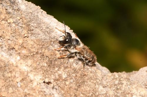 Réf. 271 264 : Megachile ericetorum